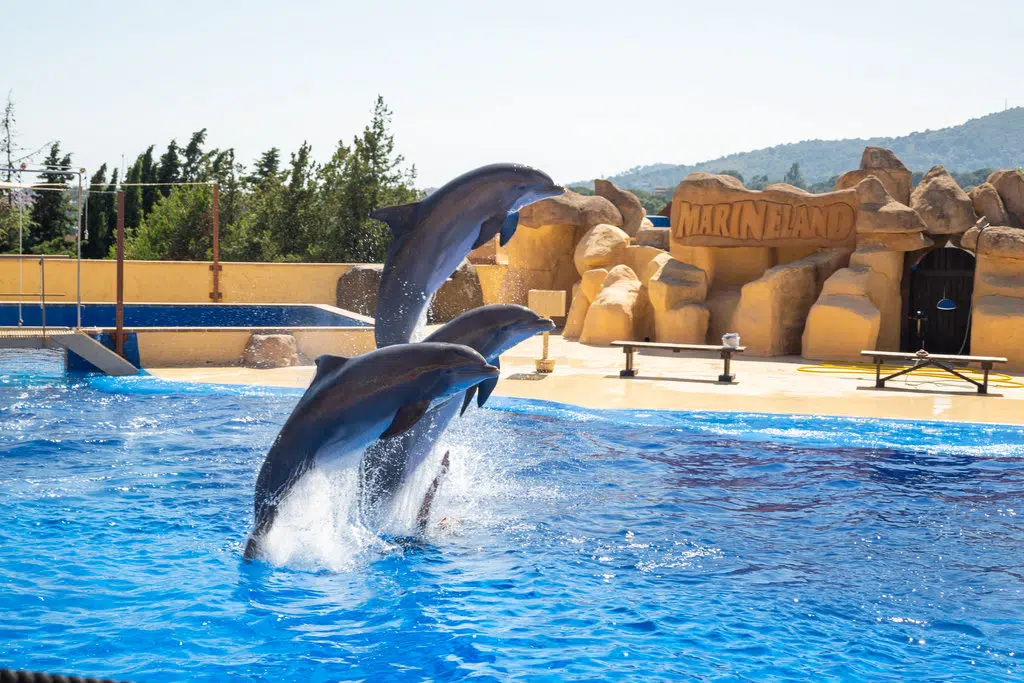 des dauphins sautent dans la piscine lors d'un spectacle du marineland