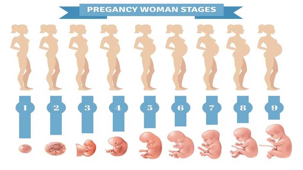 dessin présentant une femme enceinte avec un ventre de plus en plus gros pendant les différentes étapes de sa grossesse, ainsi qu'une image du foetus selon le mois correspondant