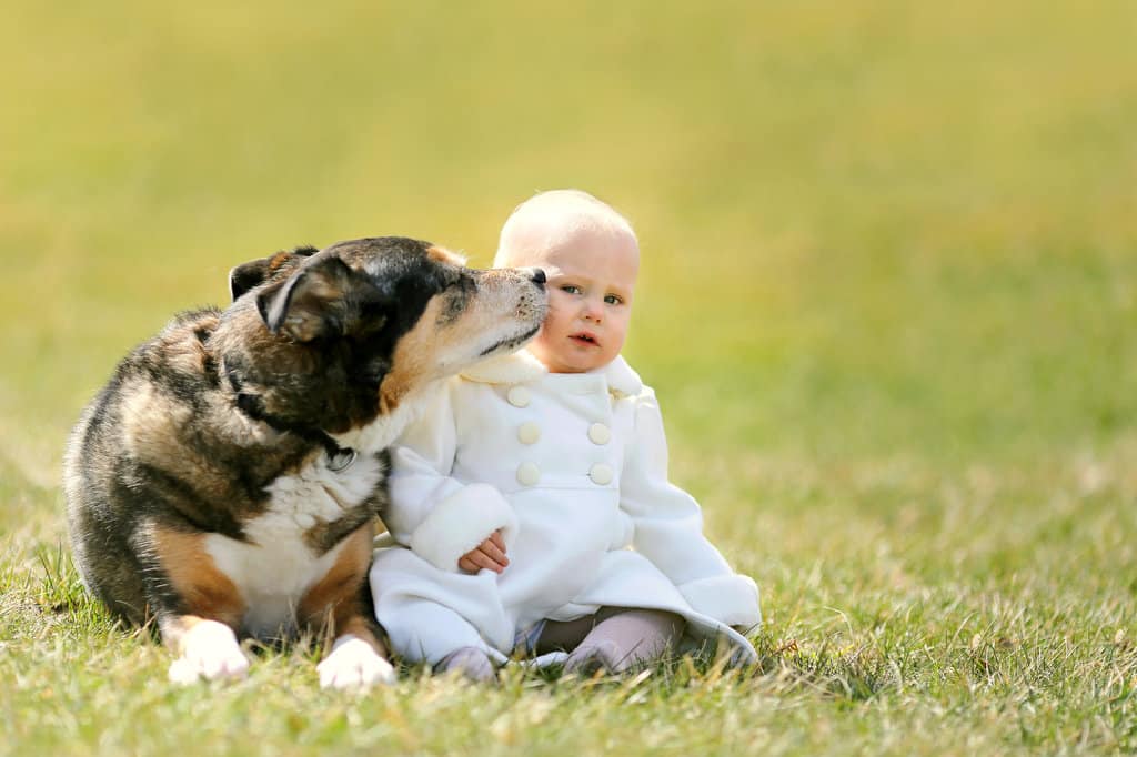 une petite fille dans un manteau rose est assise dans l'herbe. un chien allongé à ses côtés lui renifle le visage