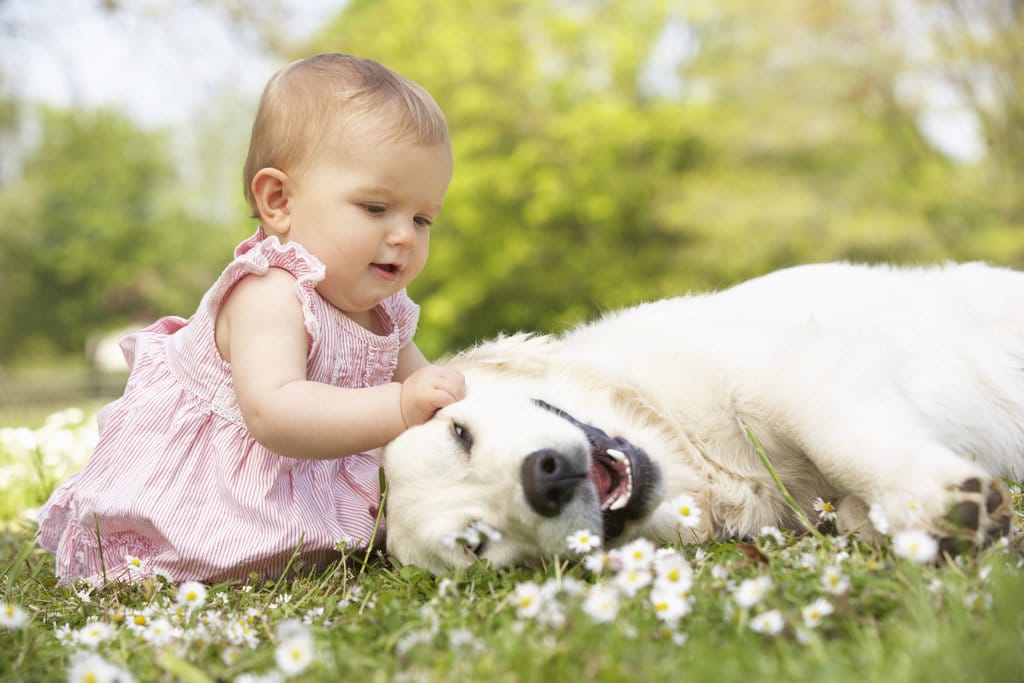 comment gérer chien et bébé